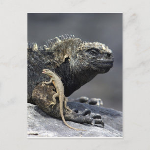 Meerechse von Galapagos Postkarte