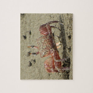 Meeres-Sandkrabbe Puzzle