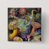 Meeresanemone Wissenschaftlicher Natur Button (Vorderseite)