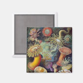 Meeresanemone Wissenschaftlicher Natur Magnet (Vorderseite/Rückseite)