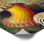 Meeresanemone Wissenschaftlicher Natur Poster (Ecke)