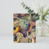 Meeresanemone Wissenschaftlicher Natur Postkarte (Stehend Vorderseite)