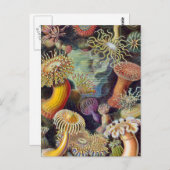 Meeresanemone Wissenschaftlicher Natur Postkarte (Vorne/Hinten)