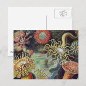 Meeresanemone Wissenschaftlicher Natur Postkarte (Vorne/Hinten)