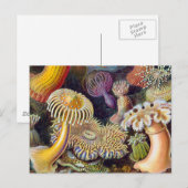 Meeresanemone Wissenschaftlicher Natur Postkarte (Vorne/Hinten)