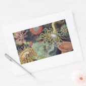 Meeresanemone Wissenschaftlicher Natur Rechteckiger Aufkleber (Umschlag)