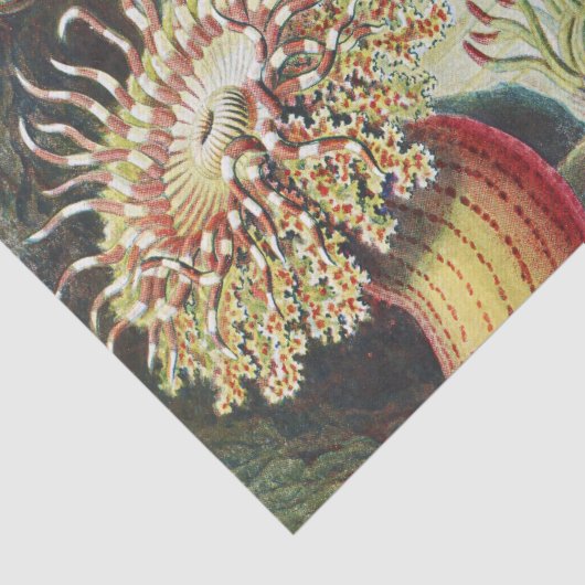 Meeresanemone Wissenschaftlicher Natur Seidenpapier (Detail)