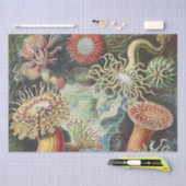 Meeresanemone Wissenschaftlicher Natur Seidenpapier (Handwerk)