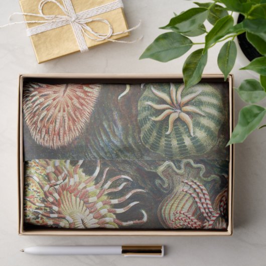 Meeresanemone Wissenschaftlicher Natur Seidenpapier (Geschenk)