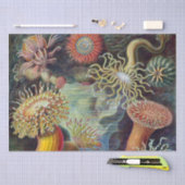 Meeresanemone Wissenschaftlicher Natur Seidenpapier (Handwerk)