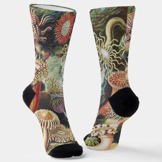 Meeresanemone Wissenschaftlicher Natur Socken (Gewinkelt)
