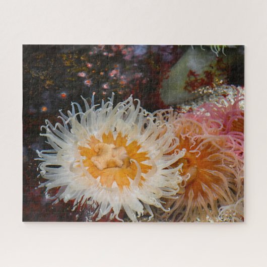 Meeresanemonen. Puzzle (Horizontal)