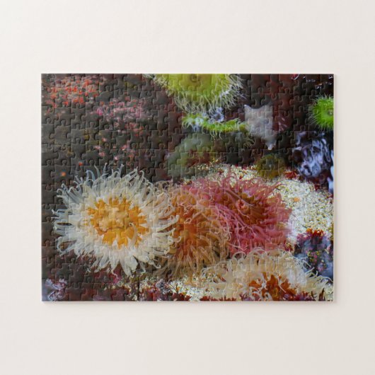 Meeresanemonen. Puzzle (Horizontal)
