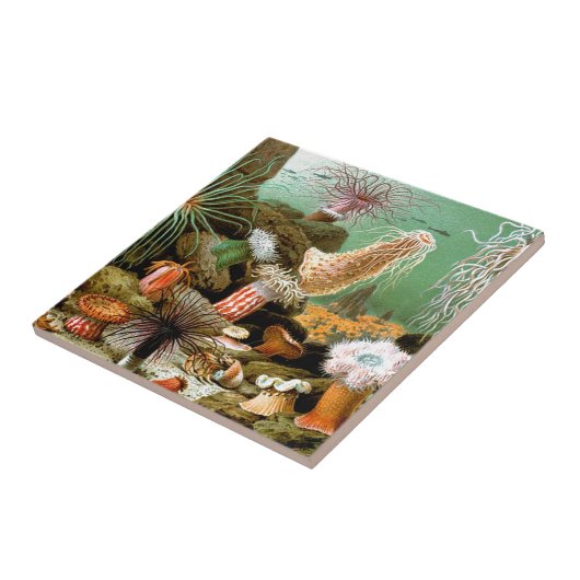 Meeresanemonen unter Wasser Fliese (Seite)