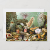 Meeresanemonen, Vintage Meerestiere (Vorderseite)