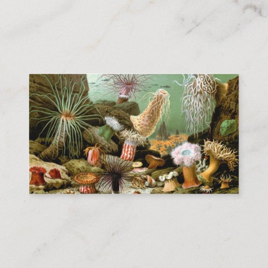 Meeresanemonen, Vintage Meerestiere Visitenkarte (Rückseite)