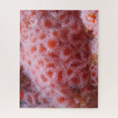 Meeresanenom, Pastellrosa Puzzle (Vertikal)