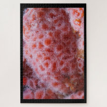 Meeresanenom, Pastellrosa