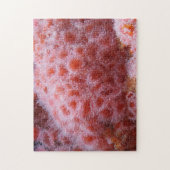 Meeresanenom, Pastellrosa Puzzle (Vertikal)