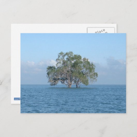 Meeresbaum Postkarte (Vorne/Hinten)