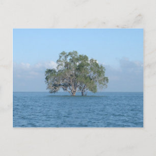 Meeresbaum Postkarte