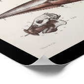 Meeresbiologie-Anatomie Druck Poster (Ecke)