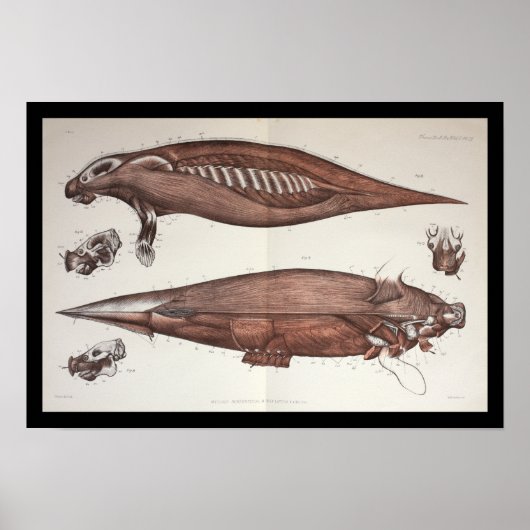 Meeresbiologie-Anatomie Druck Poster (Vorne)
