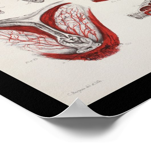 Meeresbiologie-Anatomie Druck Poster (Ecke)