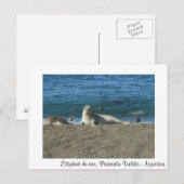 Meereselefant Postkarte (Vorne/Hinten)