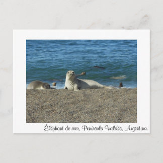 Meereselefant Postkarte