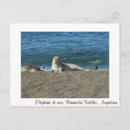 Meereselefant Postkarte