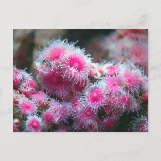 Meeresflora Postkarte (Vorderseite)