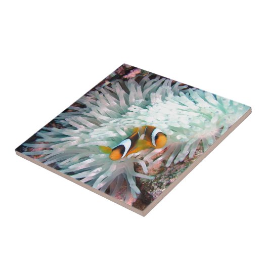 Meeresflora und -fauna fliese (Seite)