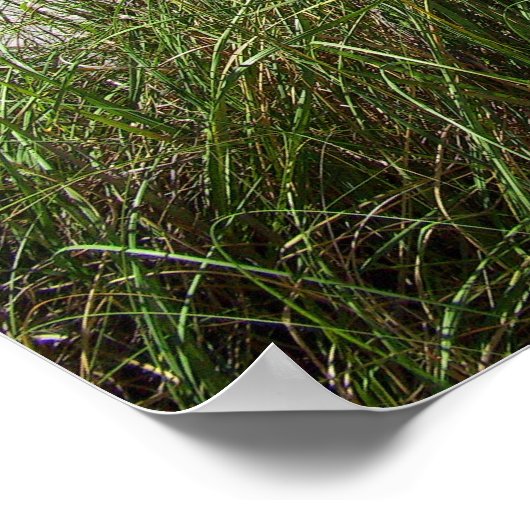 Meeresgras Poster (Ecke)