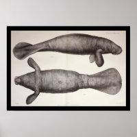 Meereskühe Manatee Meeresbiologie Print
