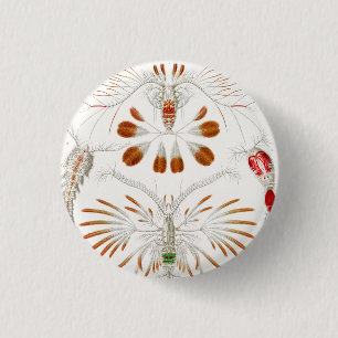 Meeresleben Krebstiere, Copepoda von Ernst Haeckel Button