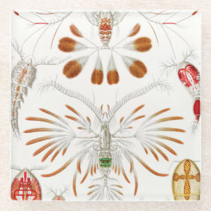 Meeresleben Krebstiere, Copepoda von Ernst Haeckel Glasuntersetzer
