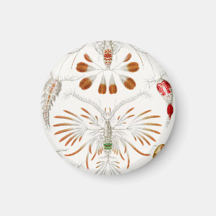 Meeresleben Krebstiere, Copepoda von Ernst Haeckel Magnet