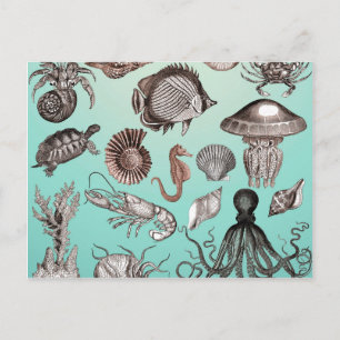 Meeresleben Postkarte