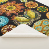 Meereslebewesen drucken sherpadecke (3/4)