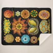 Meereslebewesen drucken sherpadecke (Vorderseite (Horizontal))