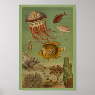 Meereslebewesen, Fisch, Korallenprint Poster