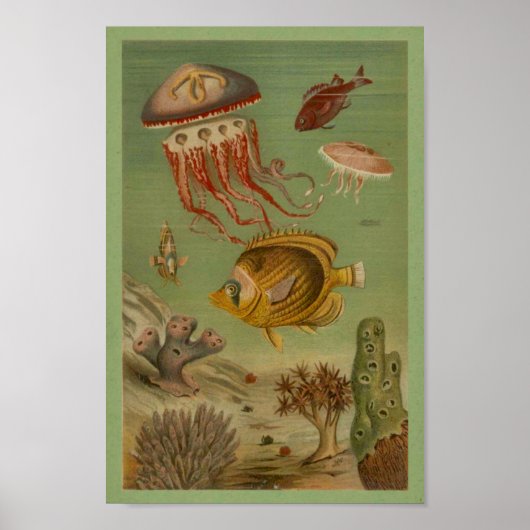 Meereslebewesen, Fisch, Korallenprint Poster (Vorne)