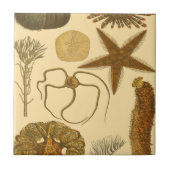 Meereslebewesen Fliese (Vorderseite)