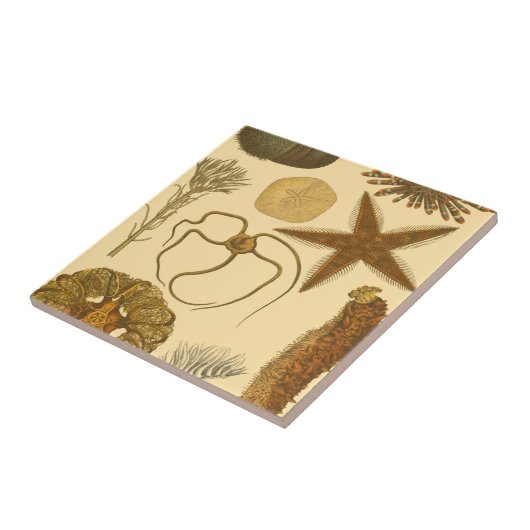 Meereslebewesen Fliese (Seite)