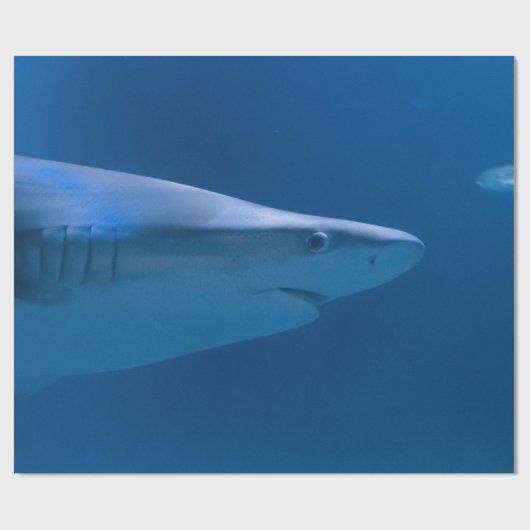 Meereslebewesen Geschenkpapier (Flach)