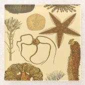 Meereslebewesen Glasuntersetzer (Vorderseite)