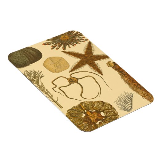 Meereslebewesen Magnet (Rechte Seite)