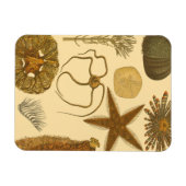 Meereslebewesen Magnet (Horizontal)