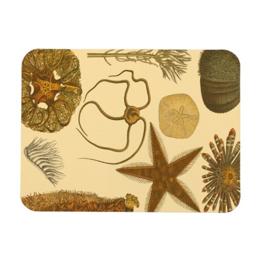 Meereslebewesen Magnet (Horizontal)